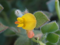Acmispon heermannii