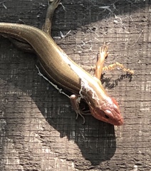 Plestiodon laticeps