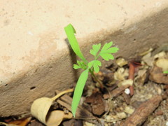 Fumaria muralis muralis