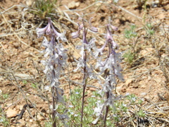 Delphinium wootonii