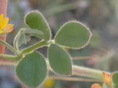 Acmispon heermannii