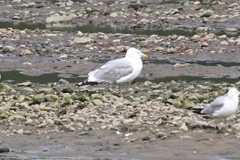 American Herring Gull