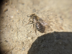 Andrena erythronii
