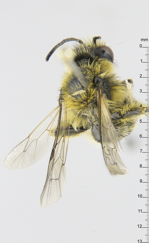 Tawny Nesocolletes photo 4
