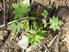 Hydrophyllum appendiculatum