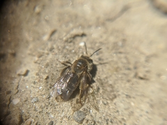 Andrena erythronii