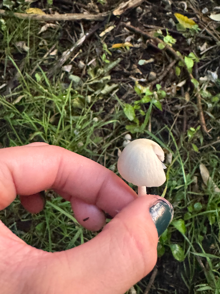 Pale Brittlestem · June 2026 · photo: Photo: (c) Morg, some rights reserved (CC BY) · iNaturalist