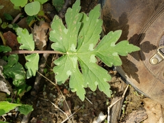 Hydrophyllum appendiculatum