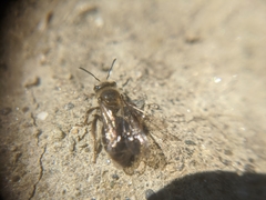 Andrena erythronii