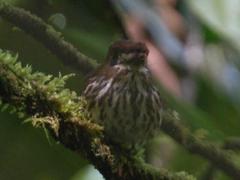 Micromonacha lanceolata