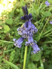 Hyacinthoides
