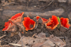 Microstoma protractum