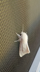 Spilosoma