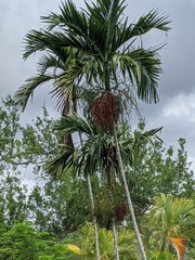 Ptychosperma elegans