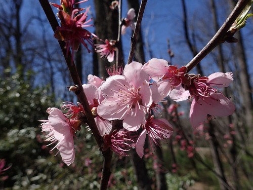 Ripe peach fruit
