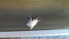 Spilosoma