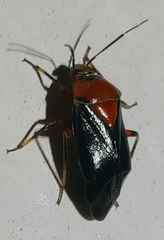 Neocapsus cuneatus