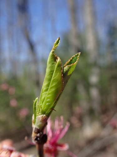 Prunus persica