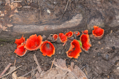 Microstoma protractum