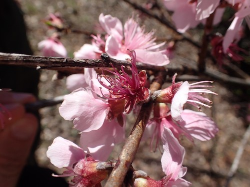 Prunus persica