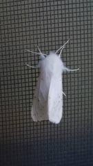 Spilosoma