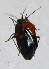 Neocapsus cuneatus