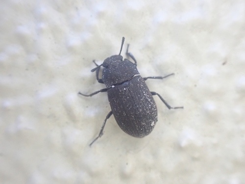 Gonocephalum adpressiforme observed 2026-06-23