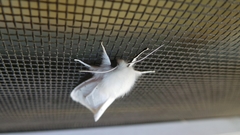 Spilosoma
