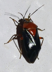 Neocapsus cuneatus
