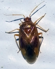 Deraeocoris