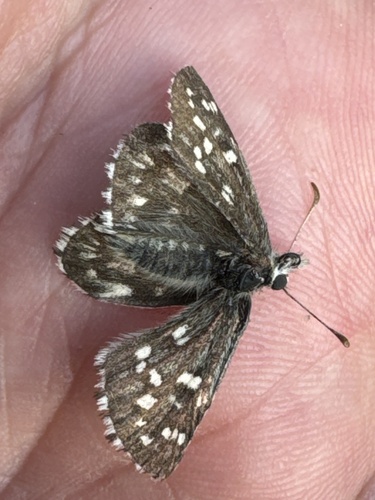 Northern Grizzled Skipper