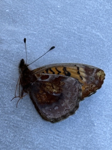 Meadow Fritillary