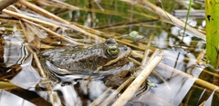 Rana pretiosa