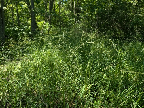 Glyceria septentrionalis, 2026-06-28