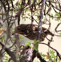 Grallaria andicolus