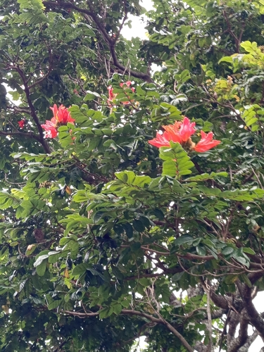 African tulip tree