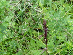Serapias politisii