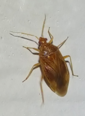 Deraeocoris