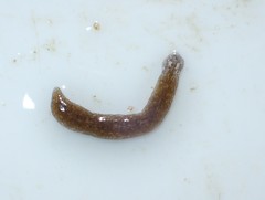 Girardia tigrina