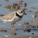 Piping Plover - Photo (c) Greg Lasley, some rights reserved (CC BY-NC)