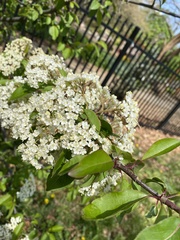 Viburnum prunifolium