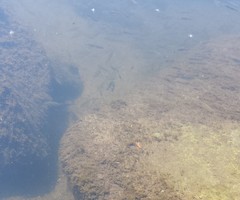 Gasterosteus aculeatus