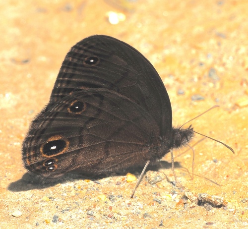 Manerebia mycalesoides
