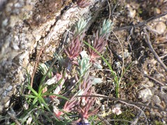 Petrosedum amplexicaule