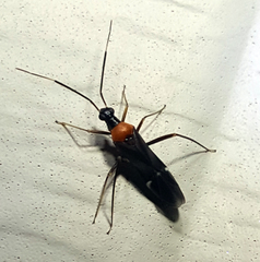 Pseudoxenetus regalis