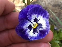 Viola