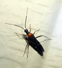 Pseudoxenetus regalis