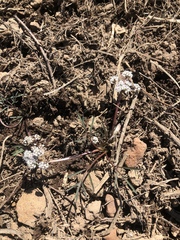 Lomatium nevadense