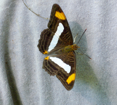 Adelpha iphicleola iphicleola