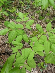 Ligusticum canadense